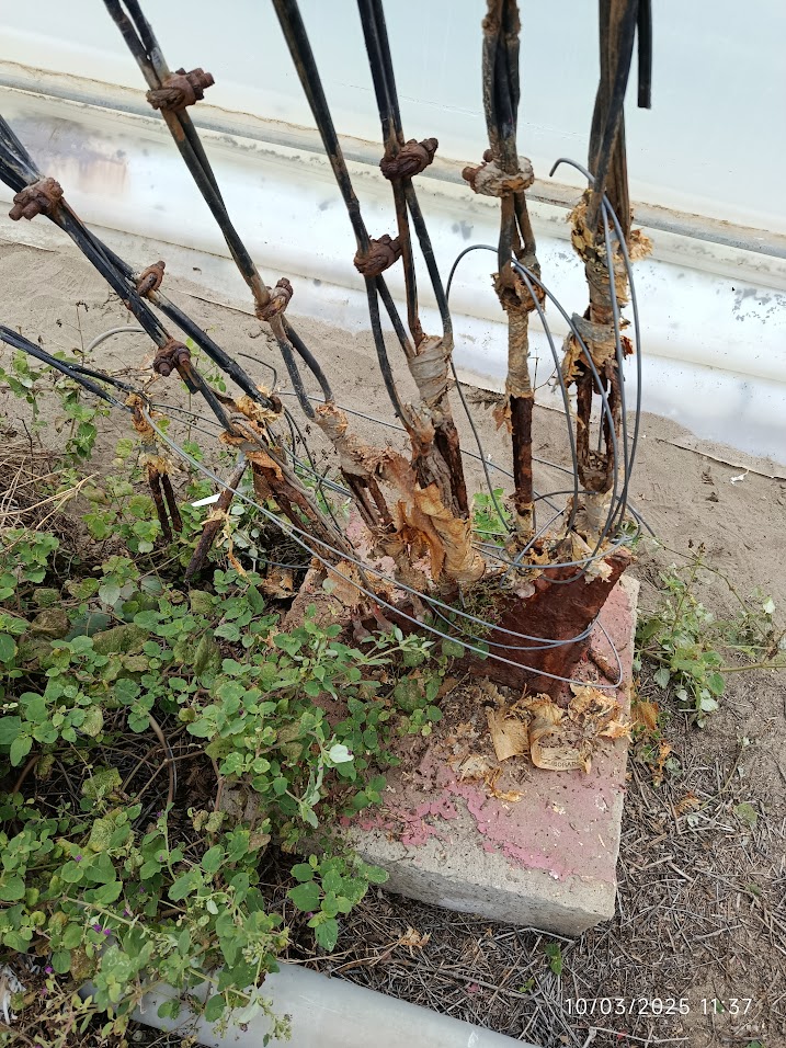 Instalación de torre ventada de 42m - 0